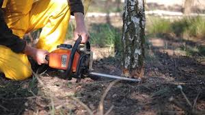 Best Storm Damage Tree Cleanup  in Collegedale, TN