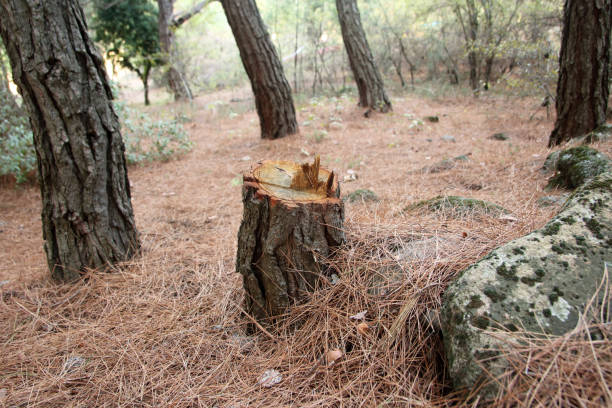 Best Commercial Tree Services  in Collegedale, TN