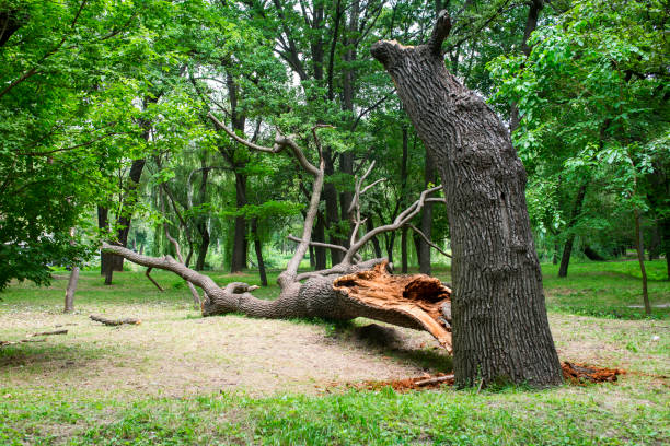 Best Tree Health Inspection  in Collegedale, TN