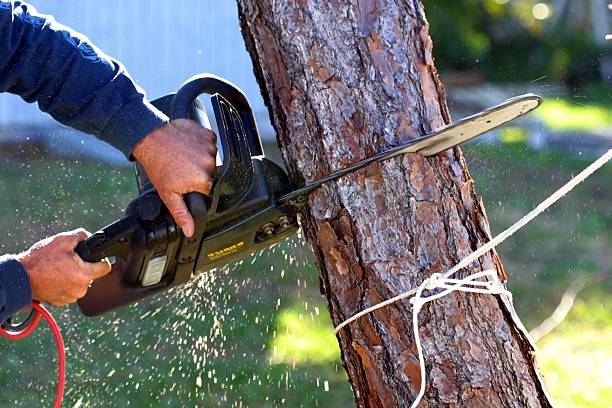 How Our Tree Care Process Works  in  Collegedale, TN
