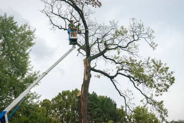 Best Tree Cabling and Bracing  in Collegedale, TN