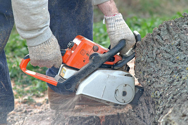 Best Palm Tree Trimming  in Collegedale, TN
