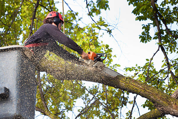 Best Pest Control for Lawns  in Collegedale, TN