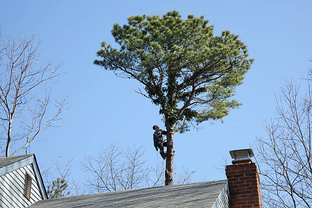 Best Tree Mulching  in Collegedale, TN