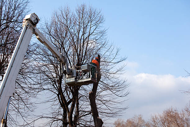 Best Tree Risk Assessment  in Collegedale, TN