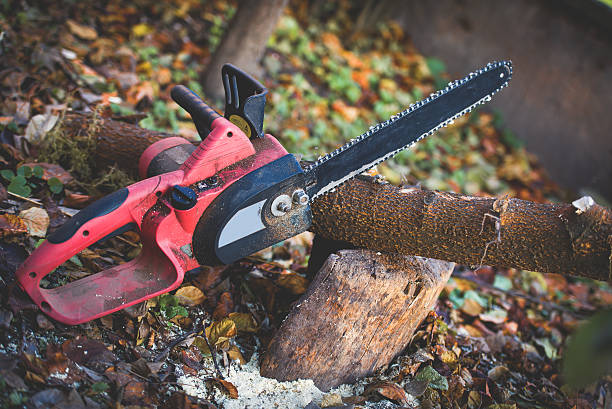 Trusted Collegedale, TN Tree Care Experts